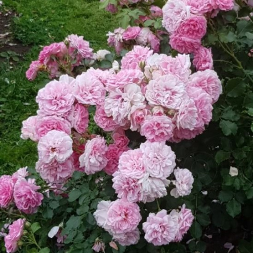 yutersen-rozenprincessen