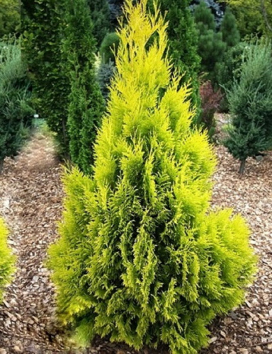 санни смарагд