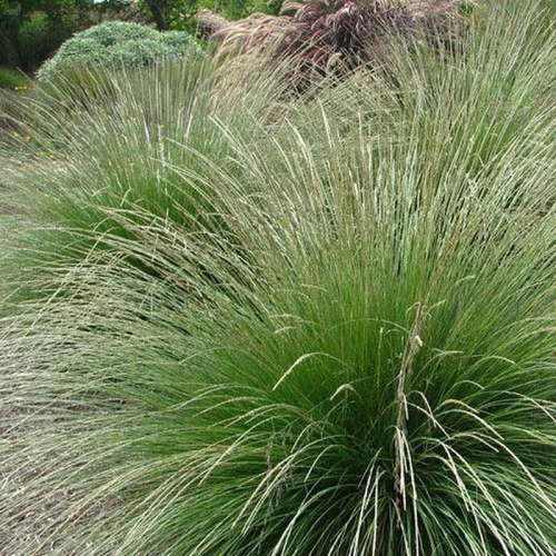 ovsyanica_mera_mejera_2