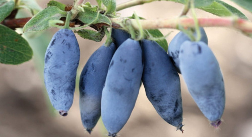 104763.puocao.1110x607