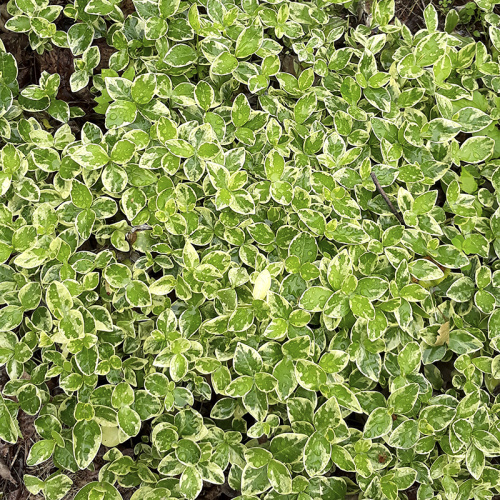 barvinok-malyj-alba-marginata