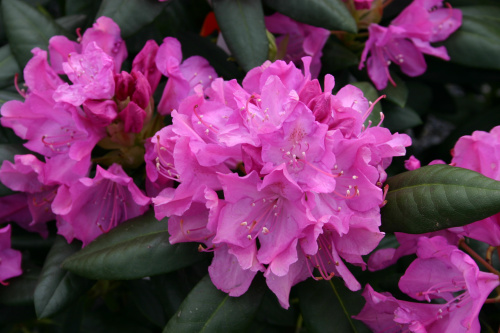 Rhododendron_roseum_elegans_8501