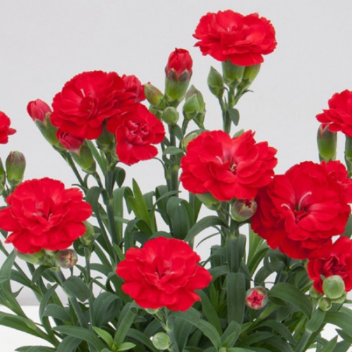 Super Trouper Antonio