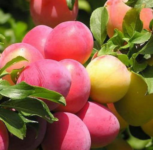 Sliva-Altajskaya-yubilejnaya