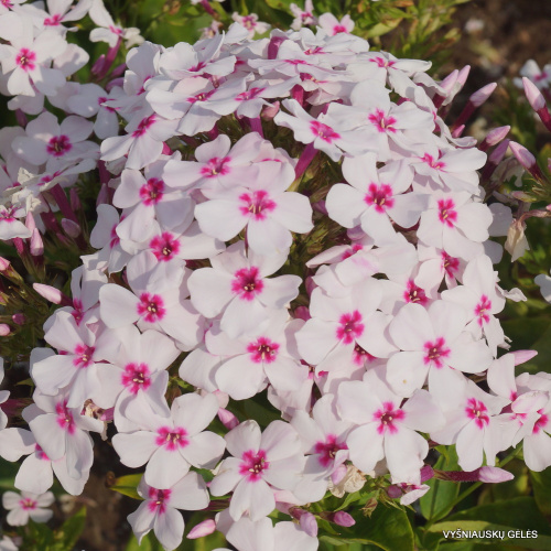 Phlox-‘White-Eye-Flame‘-1