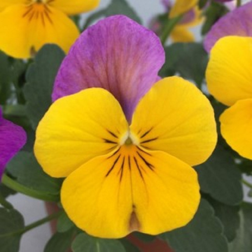 виола бель визо роуз голд