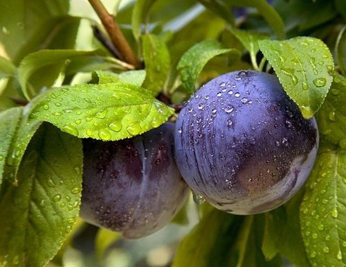 aedfeda2-83a9-11e6-9167-902b344498c0_aedfedbf-83a9-11e6-9167-902b344498c0