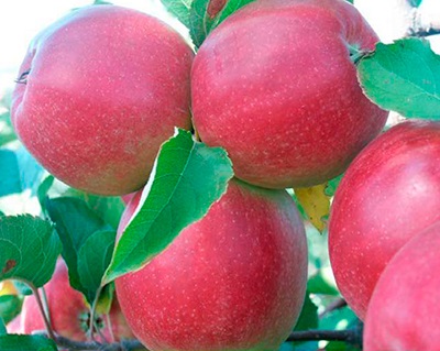 анис свердловский