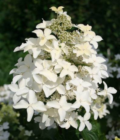 2036c458_5f68_11e0_ad35_001fc6afc8c5_3d20c4d8_4caa_11e1_8158_bcaec599022f