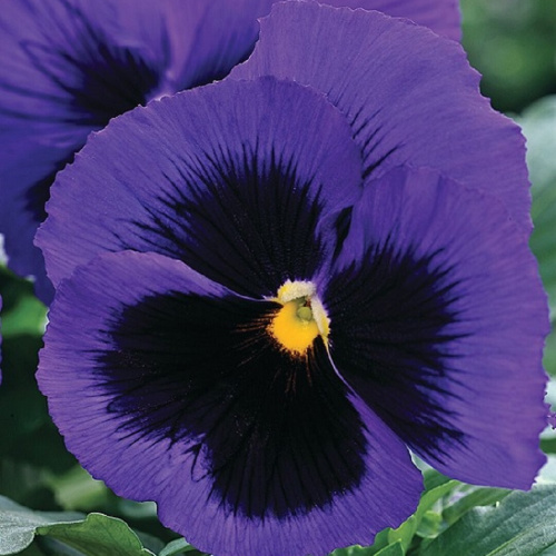 виола мамонт блю тифул