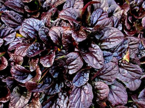 Живучка Ajuga reptans Mahogany