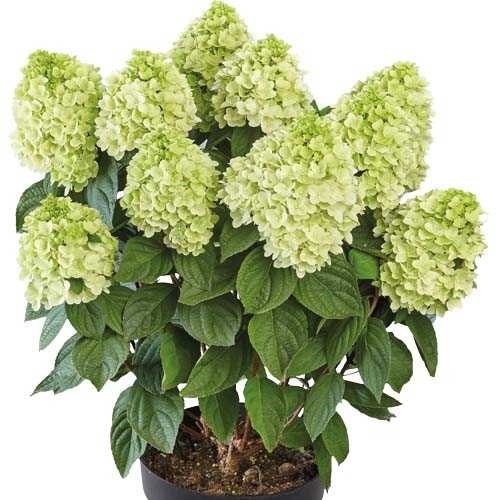 hydrangea-paniculata-panenka-01
