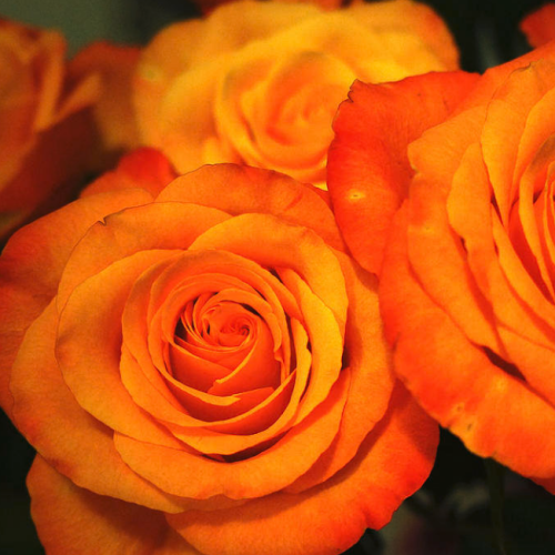 Роза флорибунда Orange Passion "Оранж Пэшн" : C5