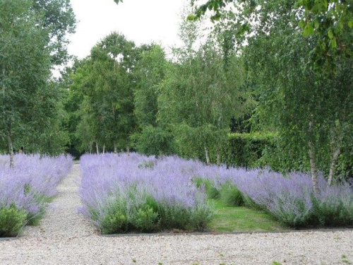 Perovskia-abrotanoides-640x480