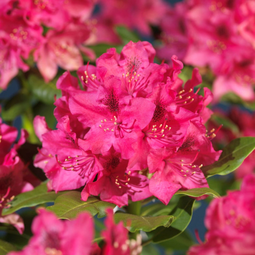 нова зембиа