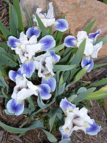 Ирис Iris Pumila Tickety Boo