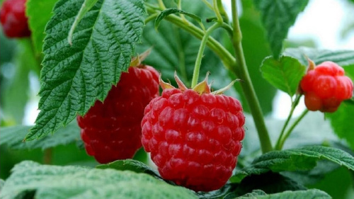 малина фантазия