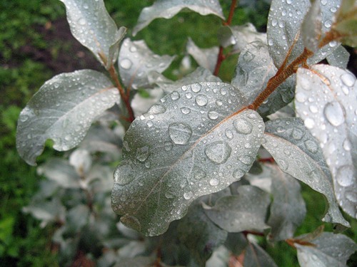 Лох Серебристый