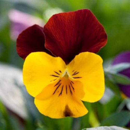 виола бель визо ред винг