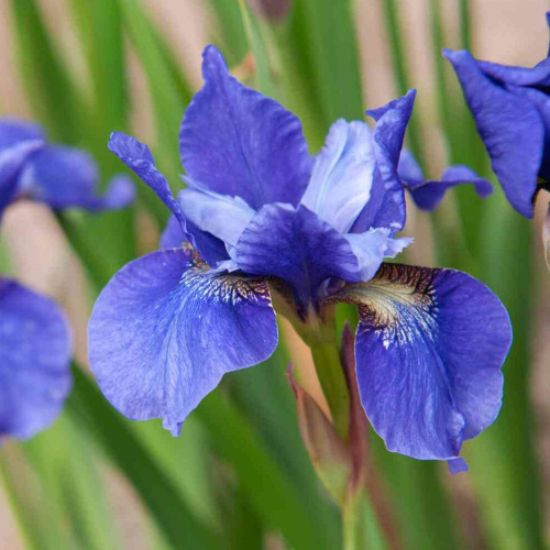 iris-sibirskii-blyu-pennant-blue-pennant