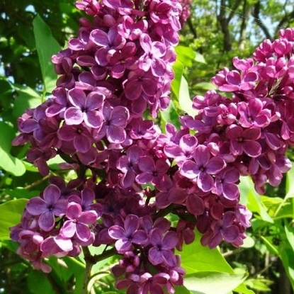 людвиг спэх