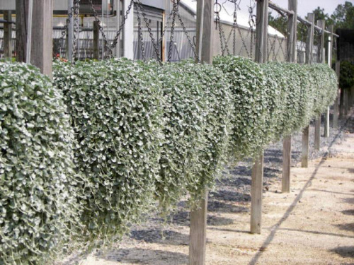 dichondra-ampelnaya-4