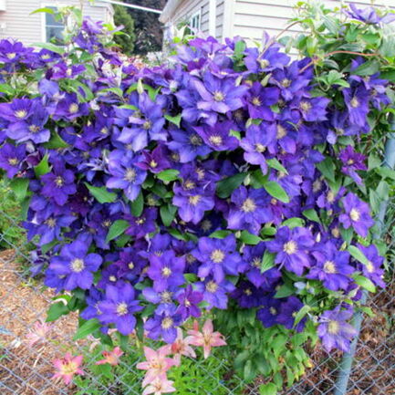 Клематис леди бетти балфор