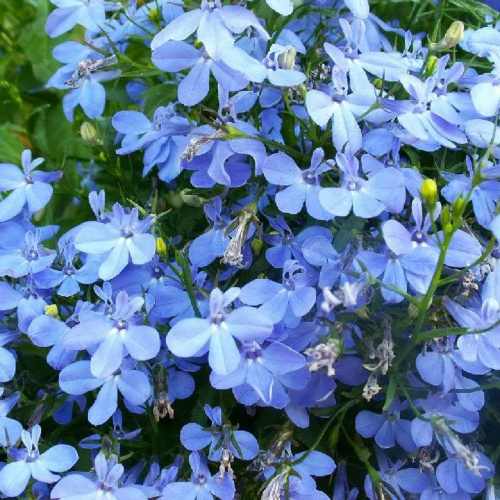 лобелия регата блю скай