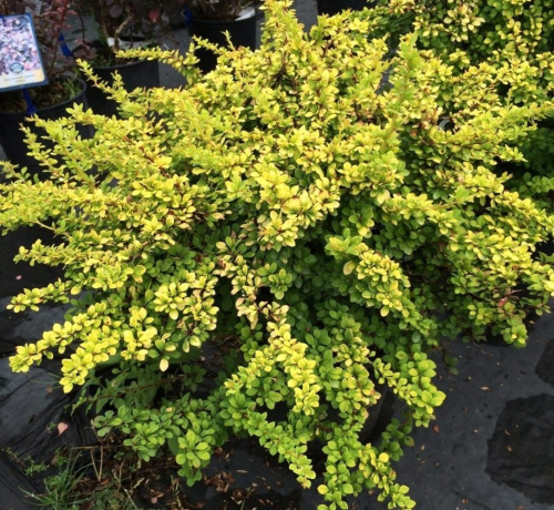 barbaris-tunberga-senseishen-sunsation