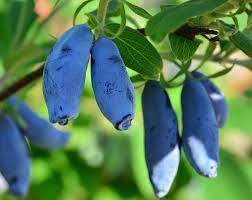 Без названия