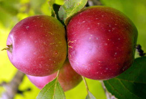 jablonja-brusnichnoe