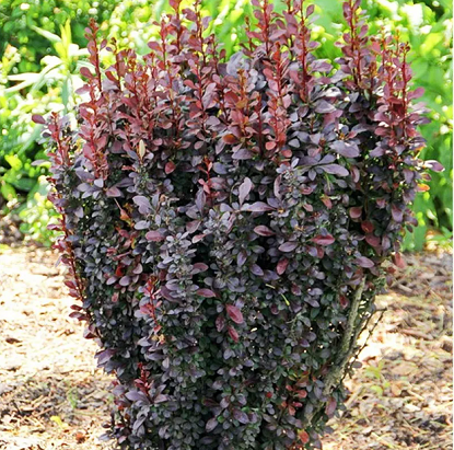 барбарис ред пилар