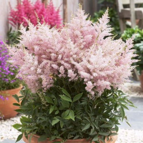 astilbayuniksilverpink