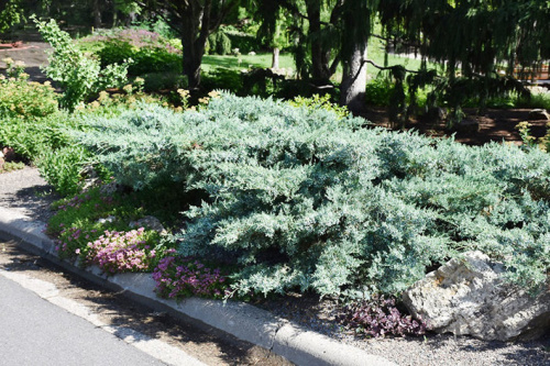 mozhzhevelnik-srednij-pfitzeriana