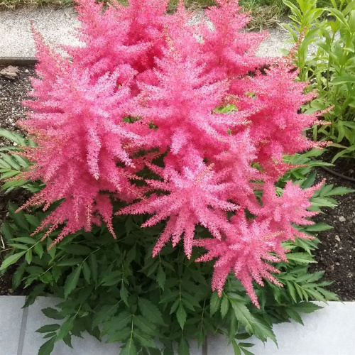 атильба юник сериз