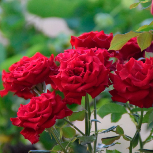 Роза чайно-гибридная Rhodos "Родос" : С5/7,5