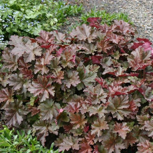 heuchera-chocolate-veil-1000x1000