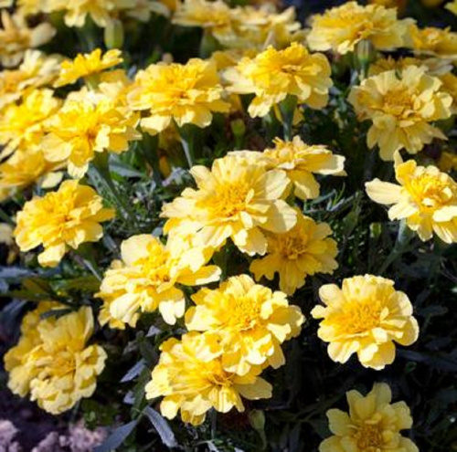 бархатцы алюмиа ванила крем