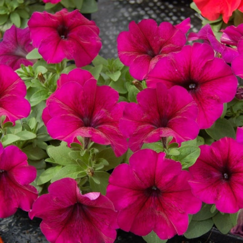 petunijagrandifloralimbodzhipiburgundi