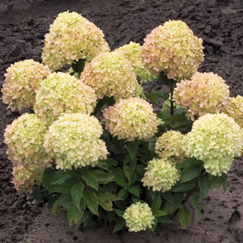 Hydrangea_bobo