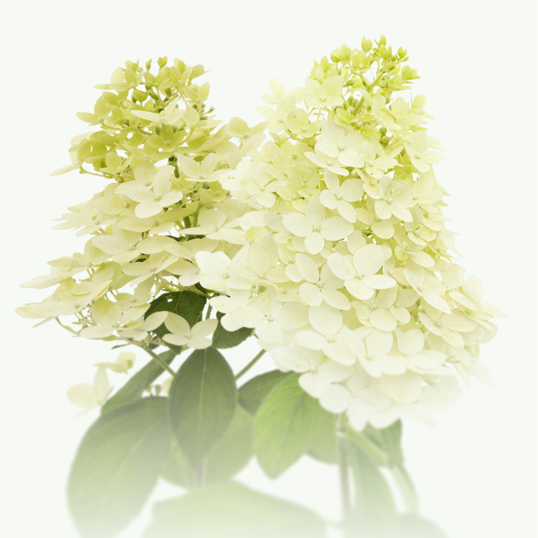 Кустарники