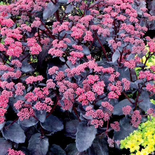 черр трюфель