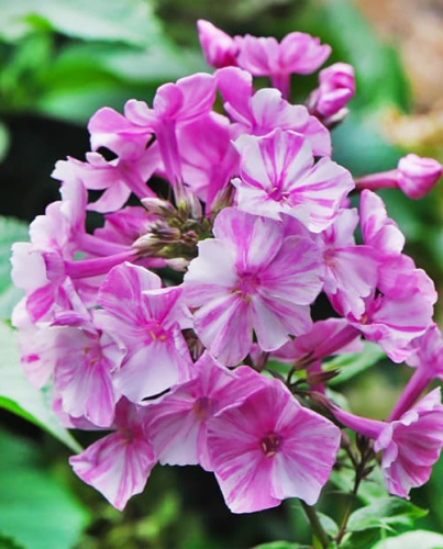 флокс Пикассо