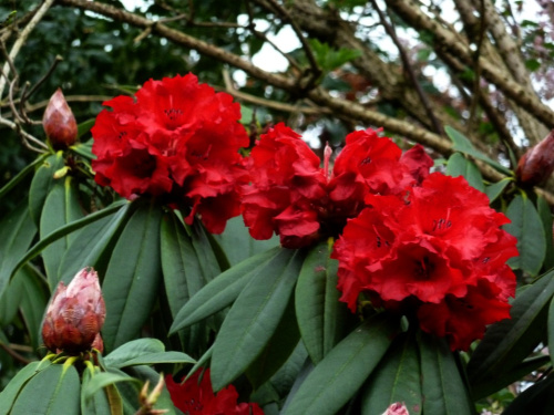 Rhododendron-Taurus
