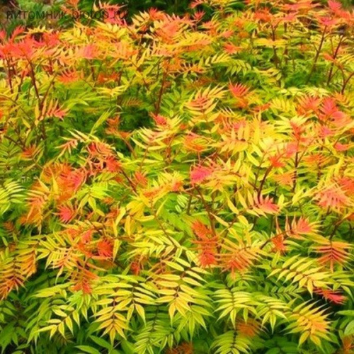 kustarnik-ryabinnik-ryabinolistnyiy-600x600