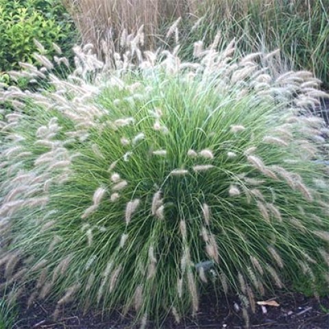 pennisetum-luttle-bunny-1