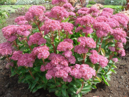 Седум-Карл-1