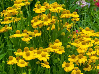 гелениум хейдей еллоу