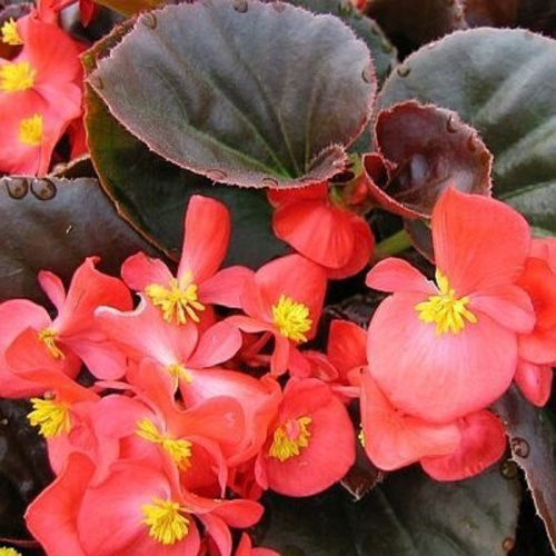 бегония коктель водка