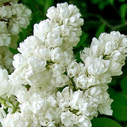 память о колесникове